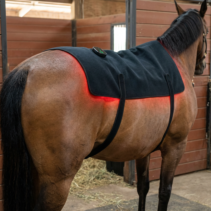 HorseHalo™ HaloBack