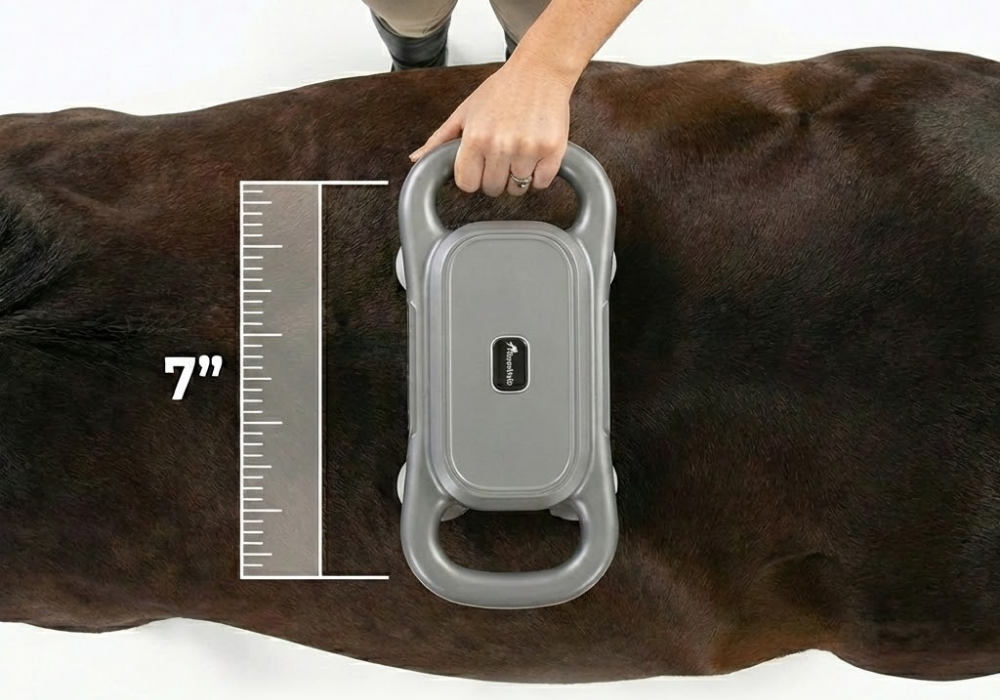 8-head massage gun coverage on horse