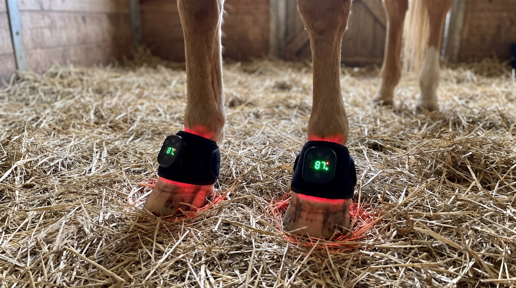 HaloLegs Mini boots fastened around both front hooves of a dark bay horse on straw, red light glowing